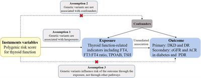 Assessment of the association between genetic factors regulating thyroid function and microvascular complications in diabetes: A two-sample Mendelian randomization study in the European population